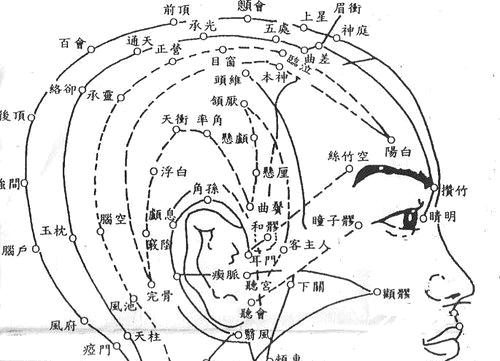 圖五：督脈、膀胱經、胃經、膽經側面分布圖
