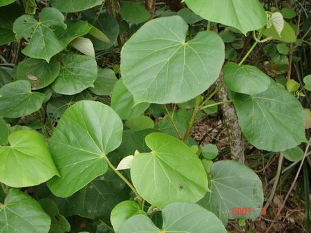 葉:圓心形,全緣或有不明顯之波狀齒緣,具長柄