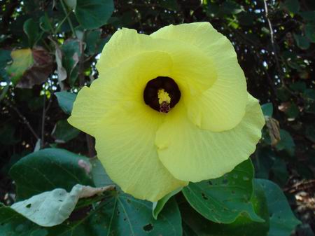 5片螺旋的花朵,像個羽毛球,黃色