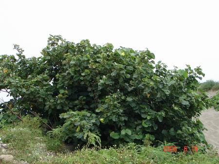 沙灘上的黃槿,較矮小